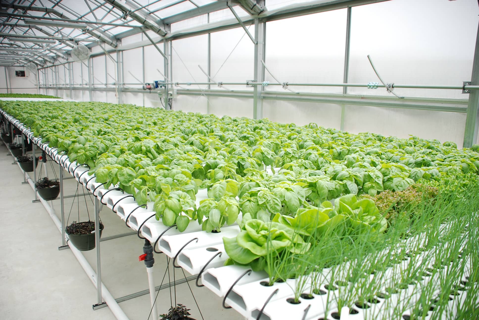 Low-cost hydroponic system for homegrown crops